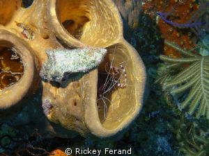 Peppermint Shrimp - site The Aquarium near Long Caye (par... by Rickey Ferand 